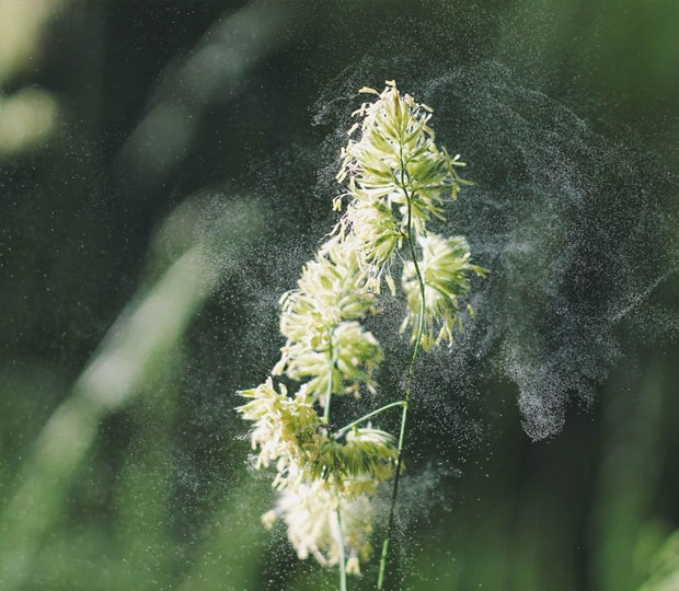 window treatments for allergies