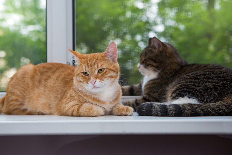 Cat proof clearance blinds